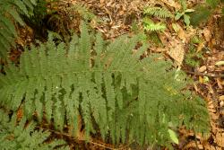 Leptopteris ×intermedia: mature frond with pinnae decreasing in length towards the base, and a few ultimate laminal segments bent upwards.
 Image: L.R. Perrie © Te Papa 2012 CC BY-NC 3.0 NZ